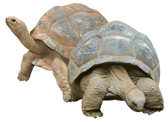 Two Tortoises PNG icons