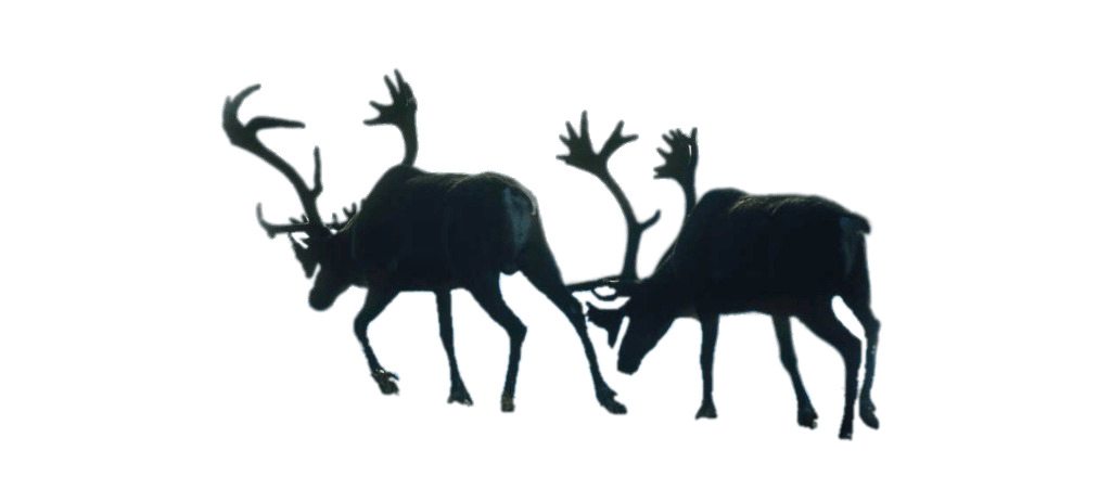 Two Walking Reindeer (Caribou) png icons