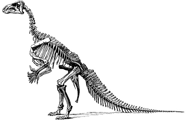 Tyrannosaurus Fossil Skeleton icons
