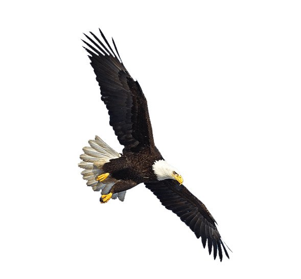 Us Eagle Flying icons