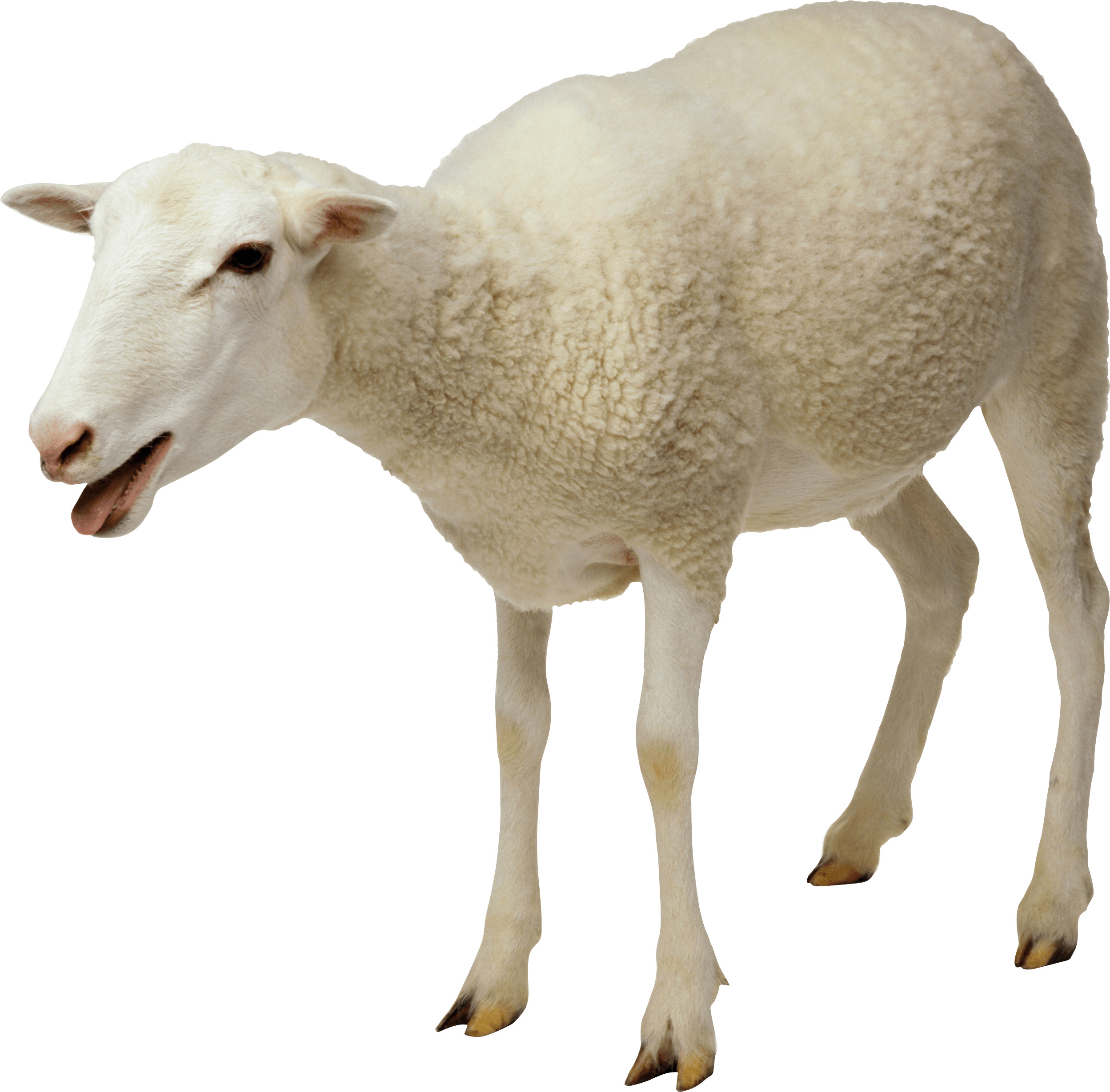 White Sheep PNG icons