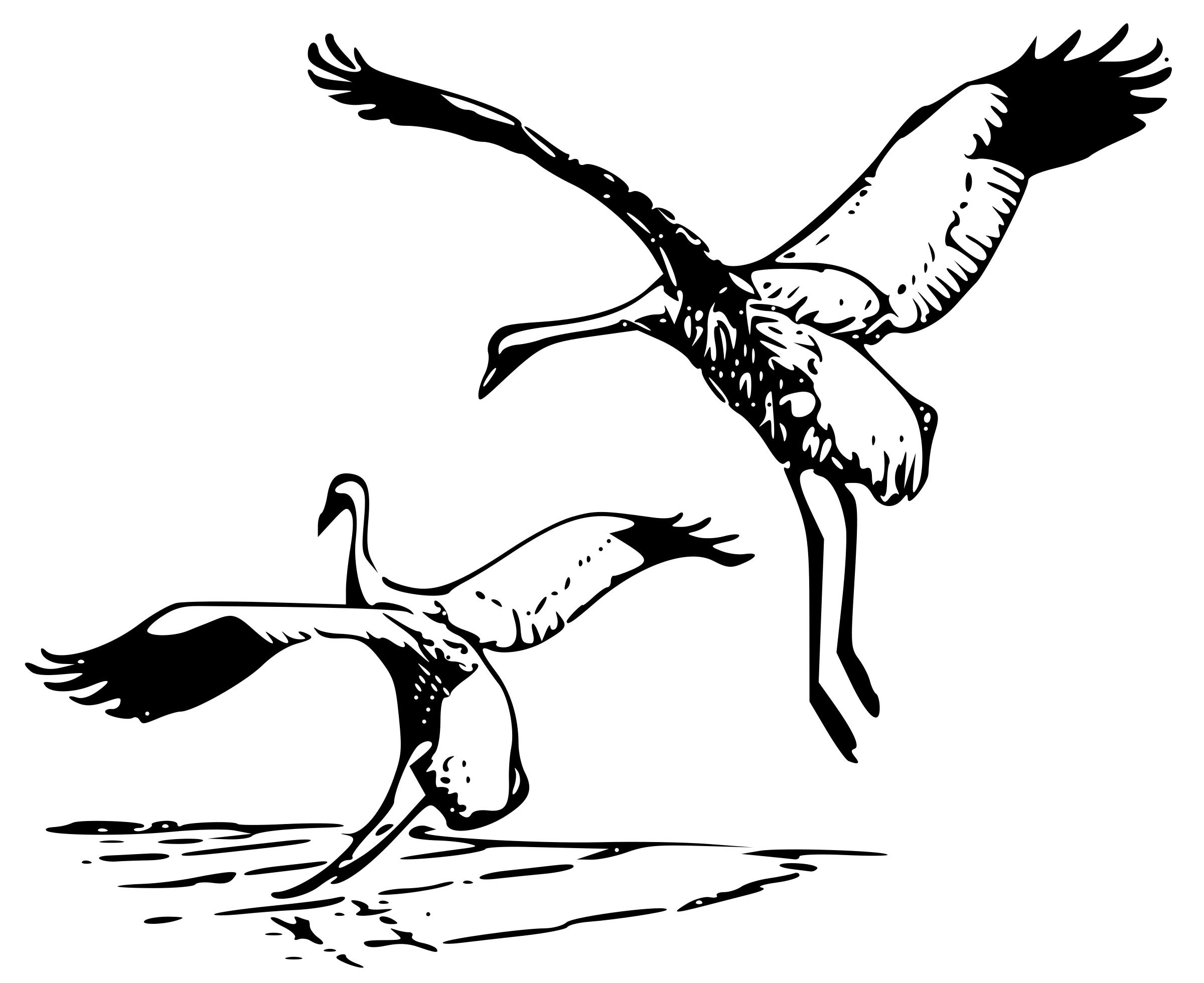 Whooping Crane 2 png