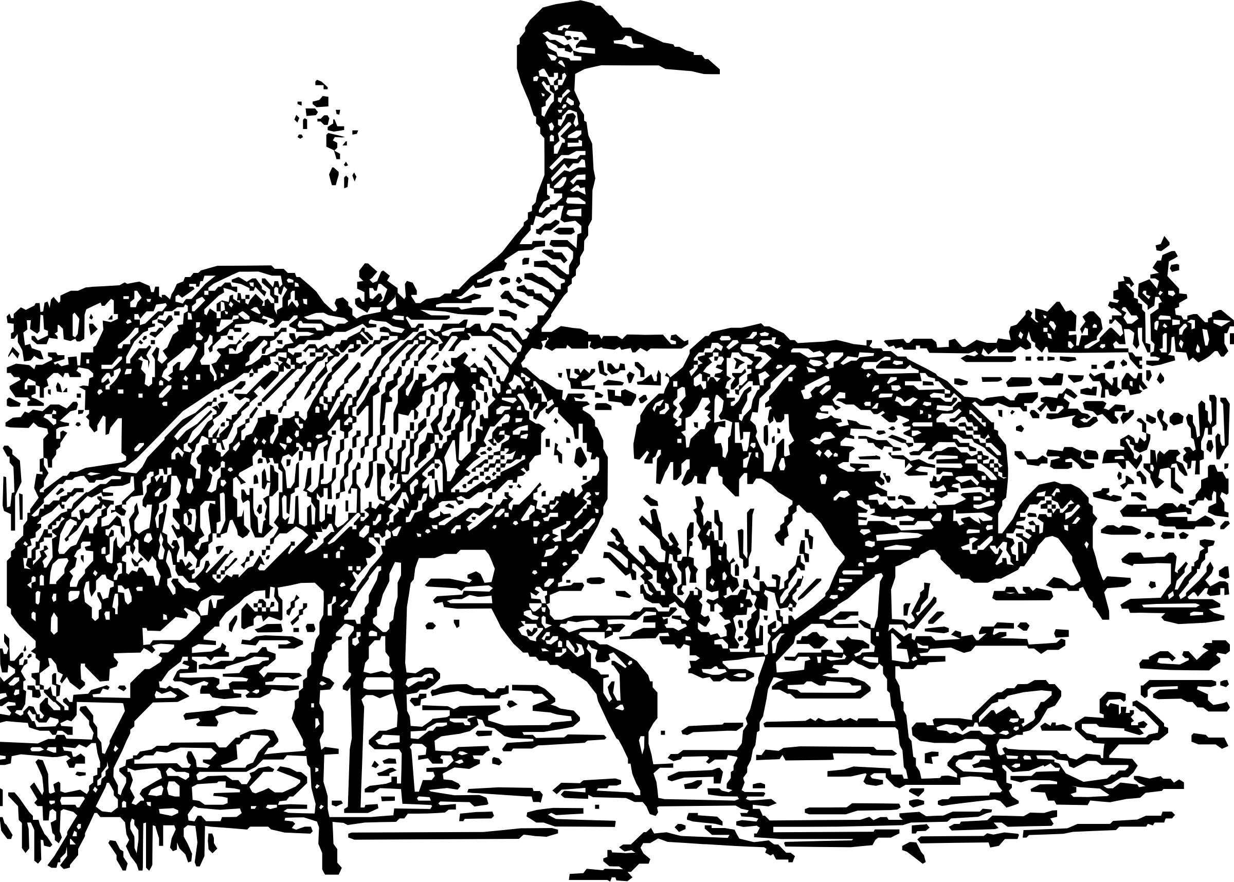 whooping crane 3 png