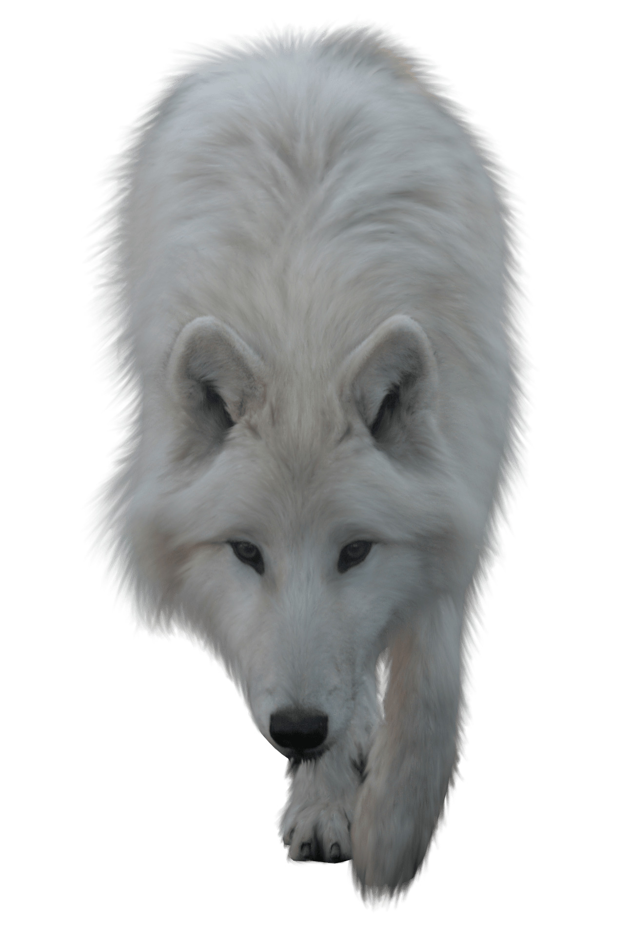 Wolf White PNG icons