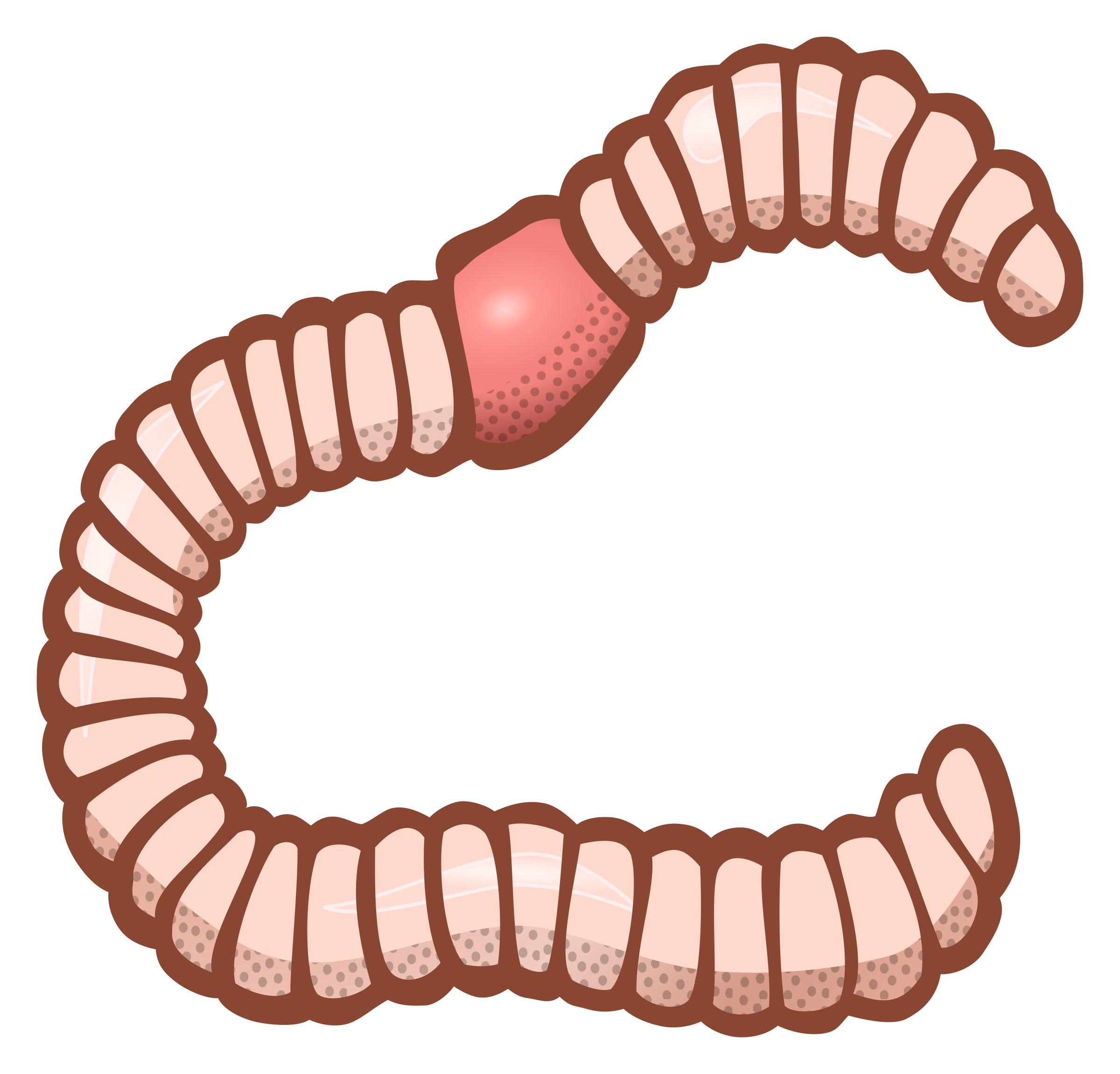 worm - coloured png