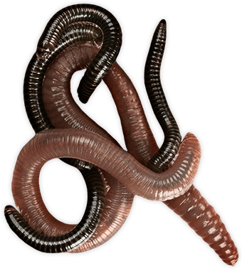 Worms Group png