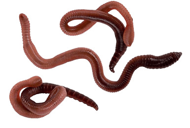 Worms Three png