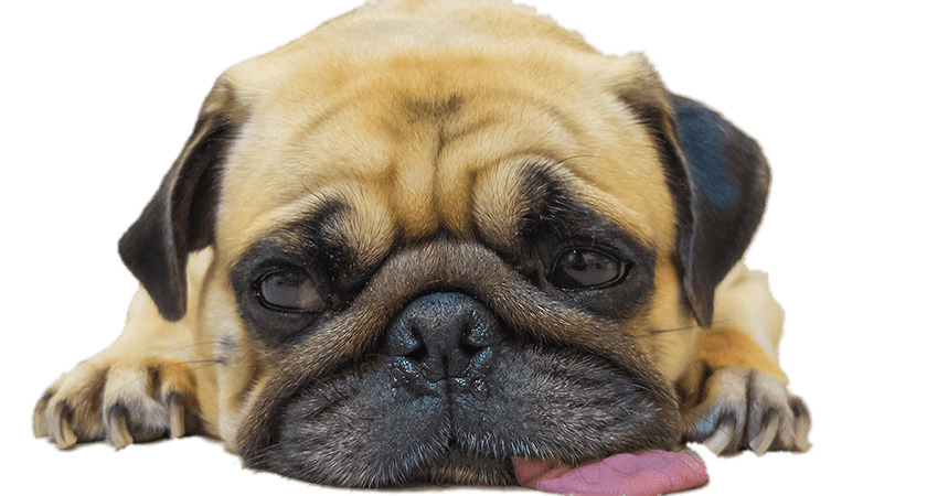 Worn Out Pug png icons