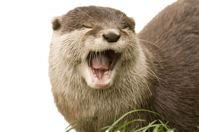 Yawning Otter icons