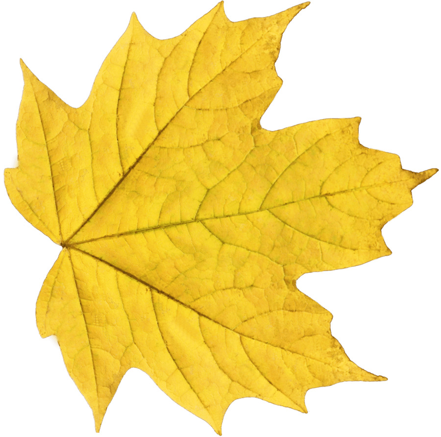 Yellow Maple Leaf png icons