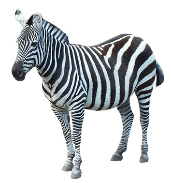 Zebra Sideview icons