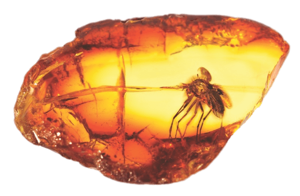 Amber With Large Mosquito SVG Clip arts