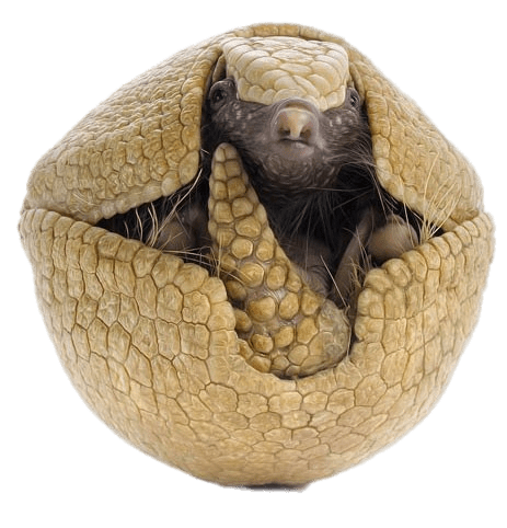 Armadillo Visible Head PNG images