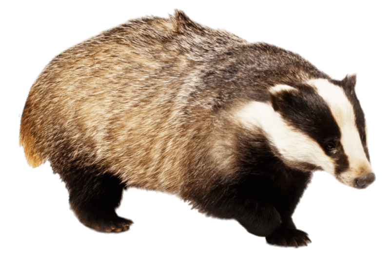 Badger With Front Paw Up Clip arts