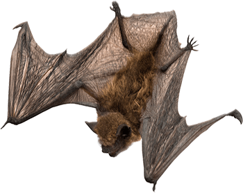 Bat Flying Down PNG icon