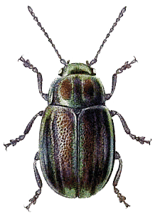 Beetle Green Brown PNG images