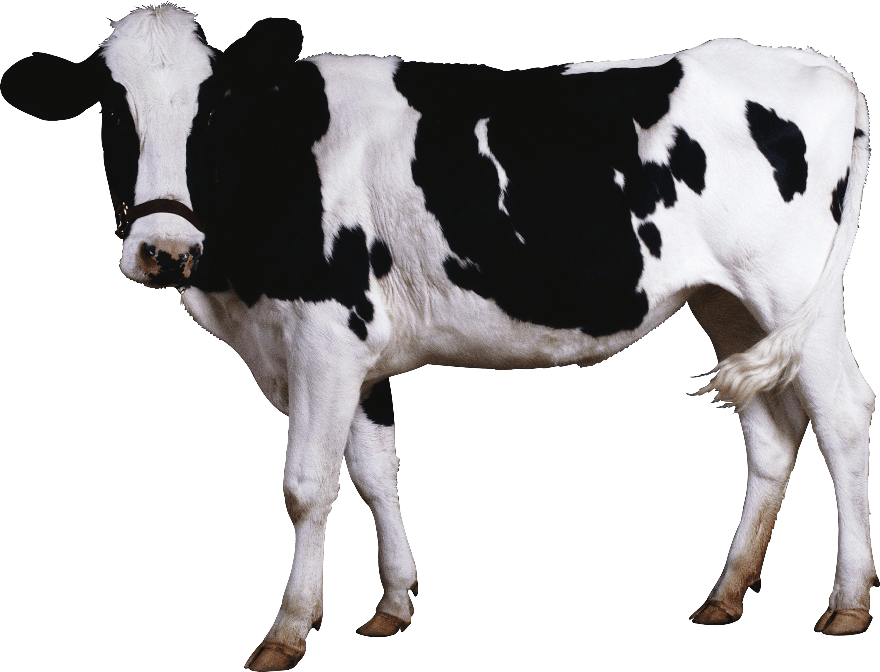 Black White Cow PNG icon