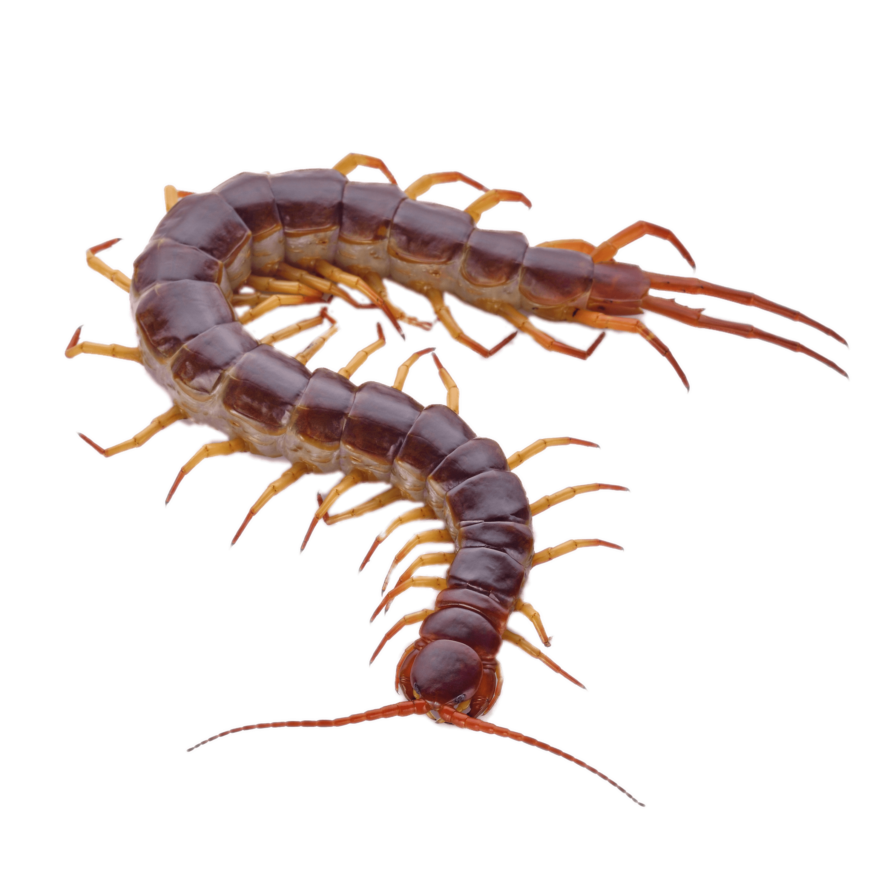 Brown Centipede With Orange Legs Clip arts