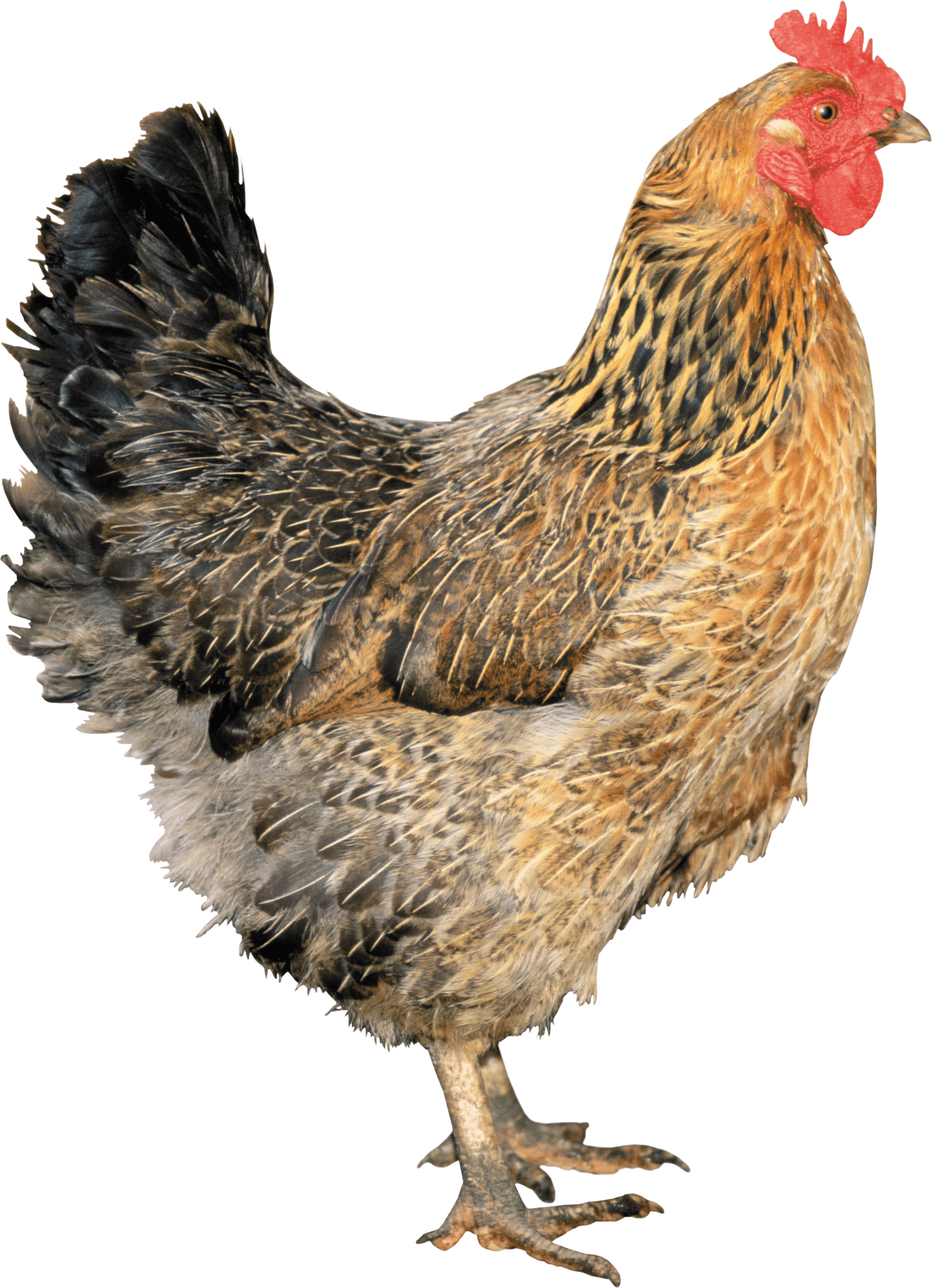 Brown Chicken PNG icon