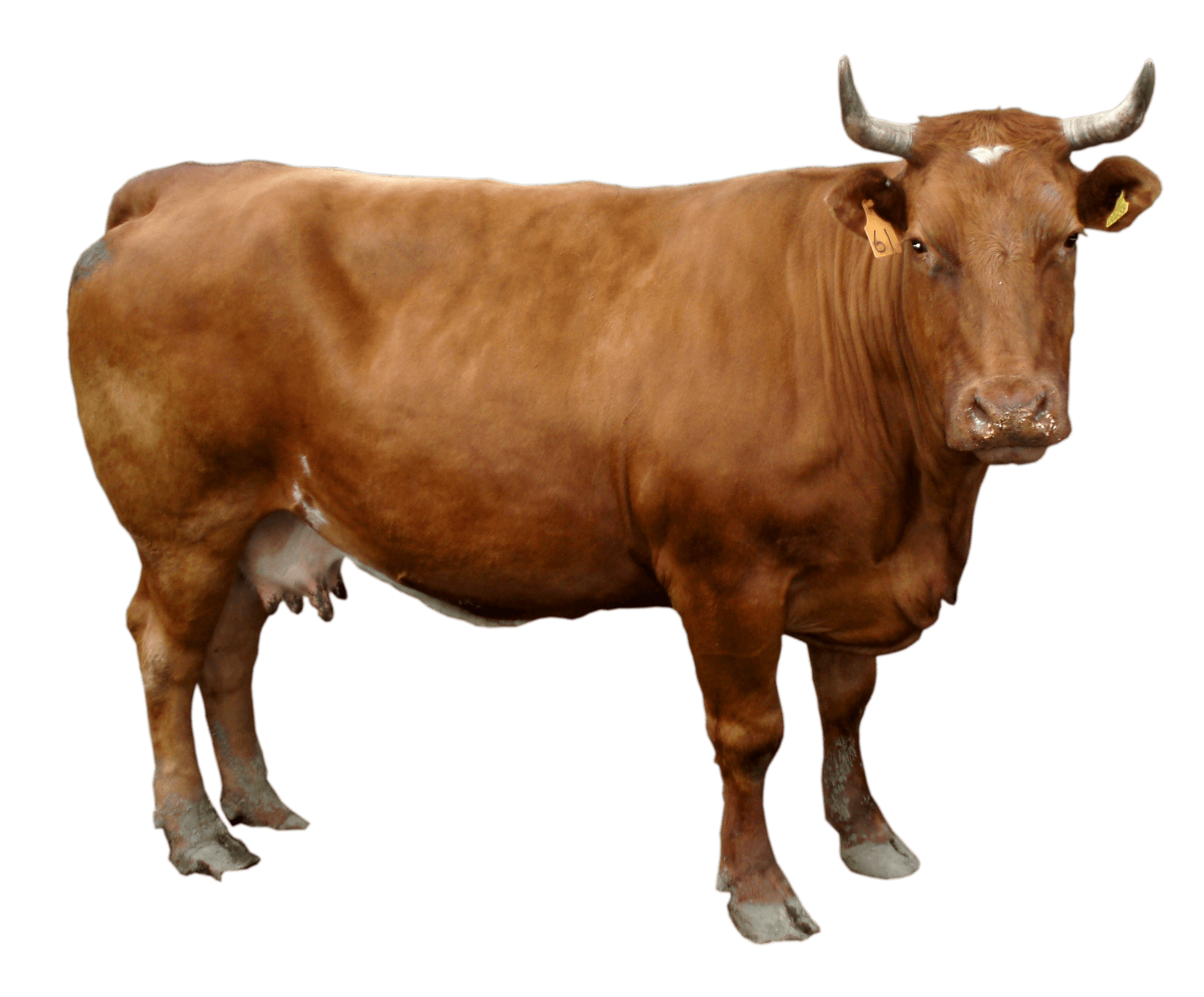 Brown Cow PNG icon