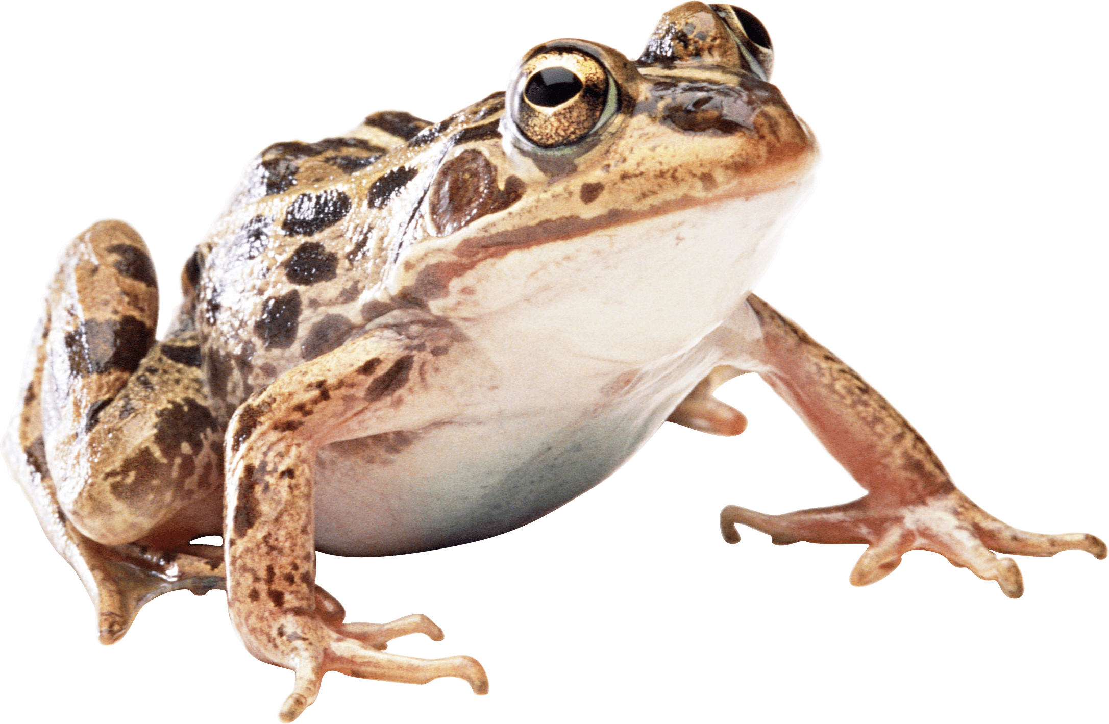 Brown Frog PNG images