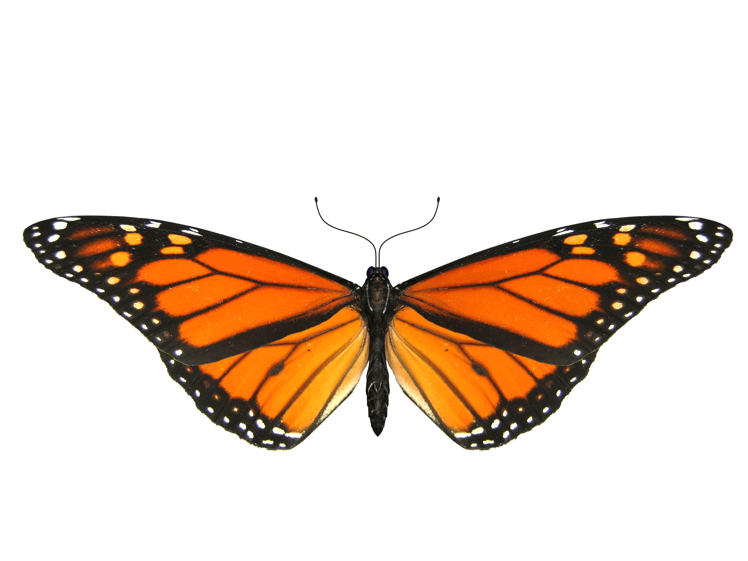 Butterfly Small Wings PNG images
