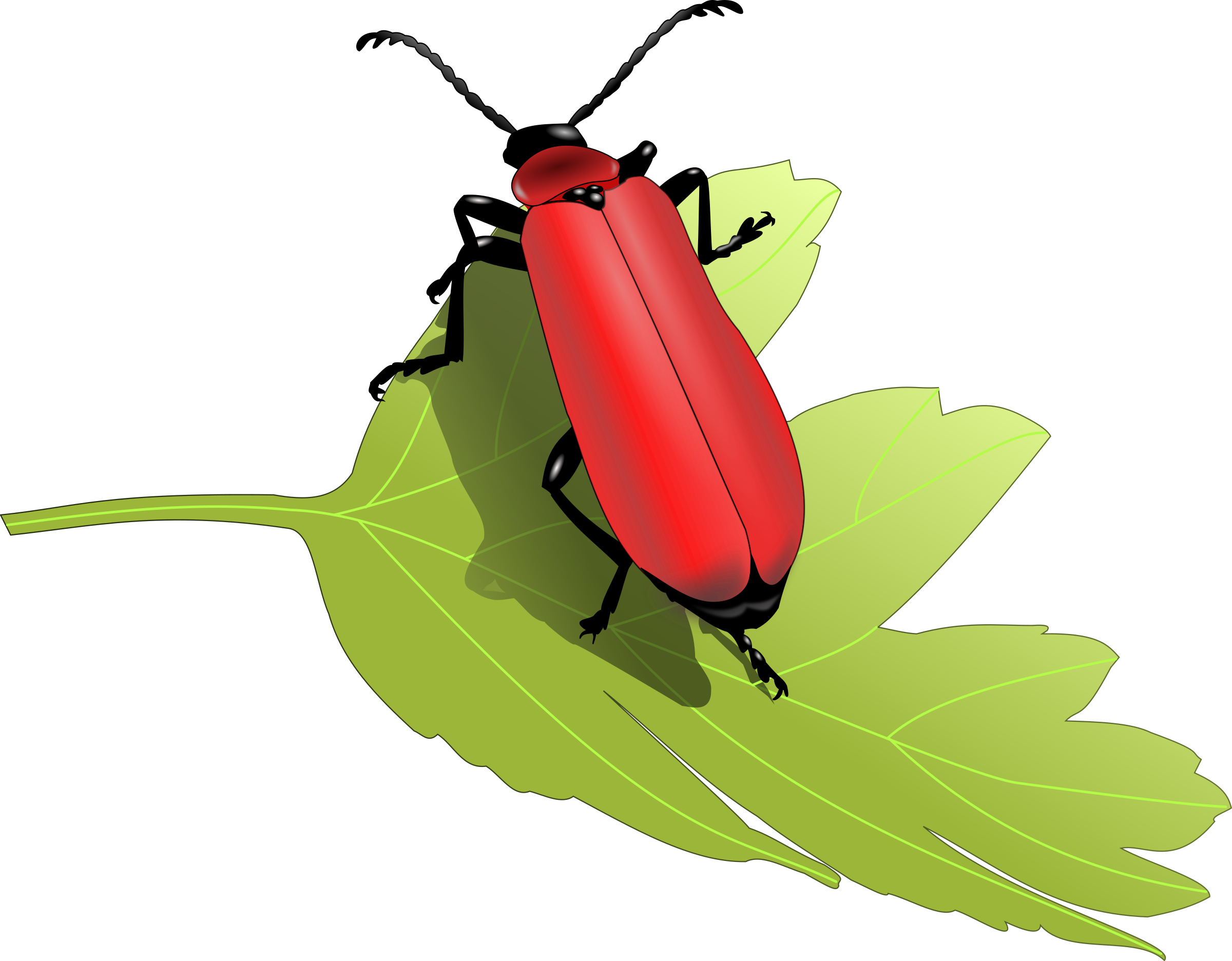 Cardinal beetle (Pyrochroa coccinea) SVG Clip arts
