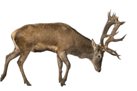 Charging Reindeer (Caribou) PNG icon