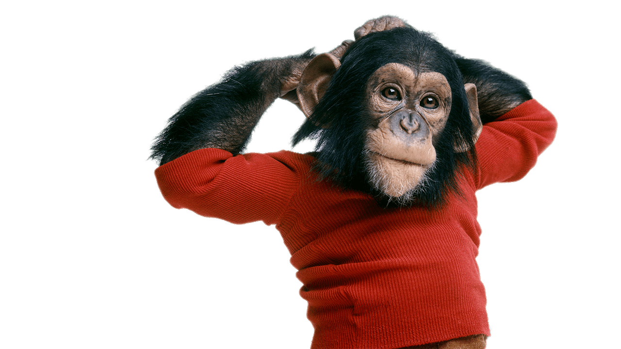 Chimpanzee Wearing Sweater PNG icon