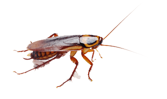Cockroach Brown SVG Clip arts