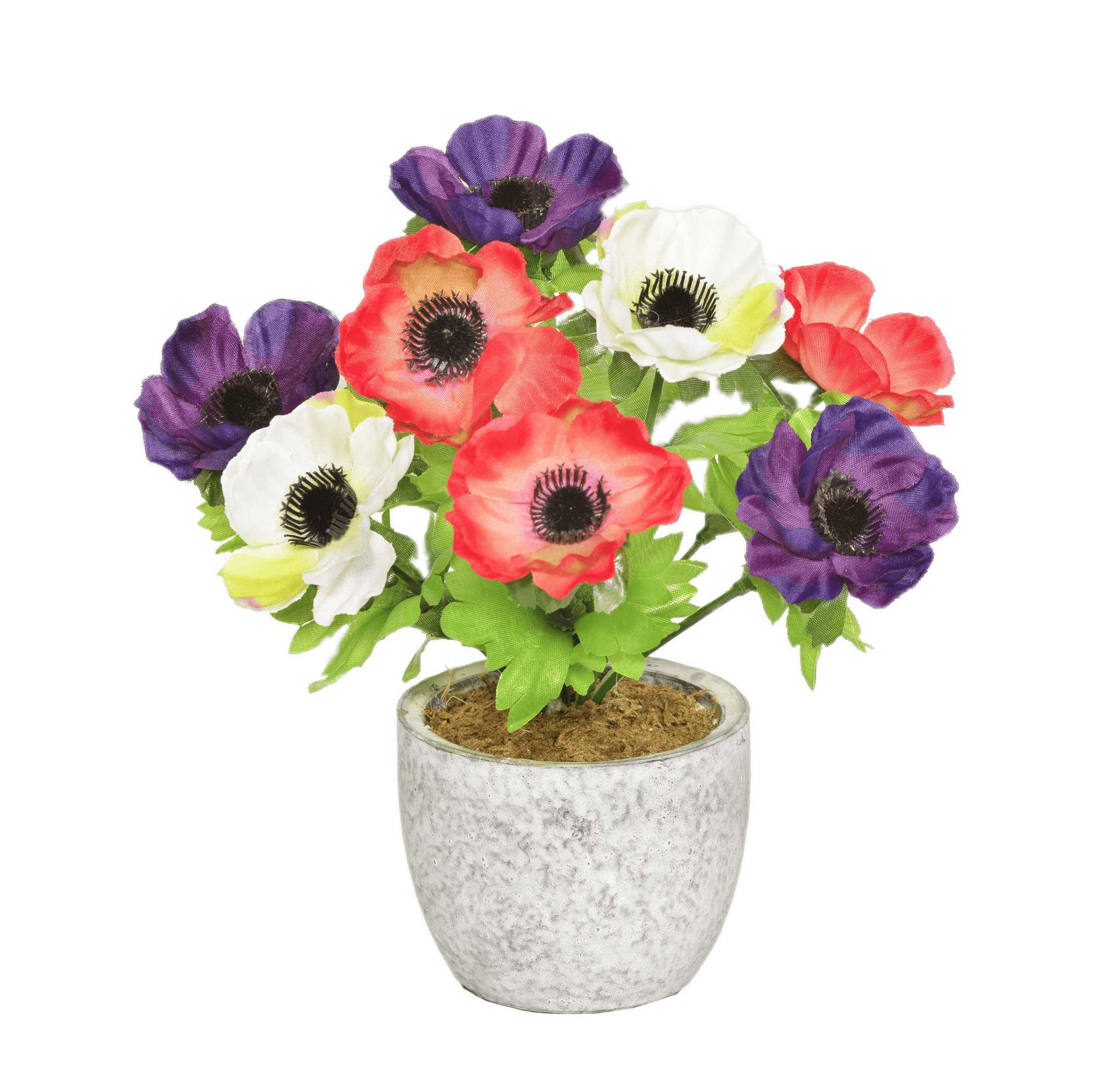 Colourful Anemones In A Pot Clip arts
