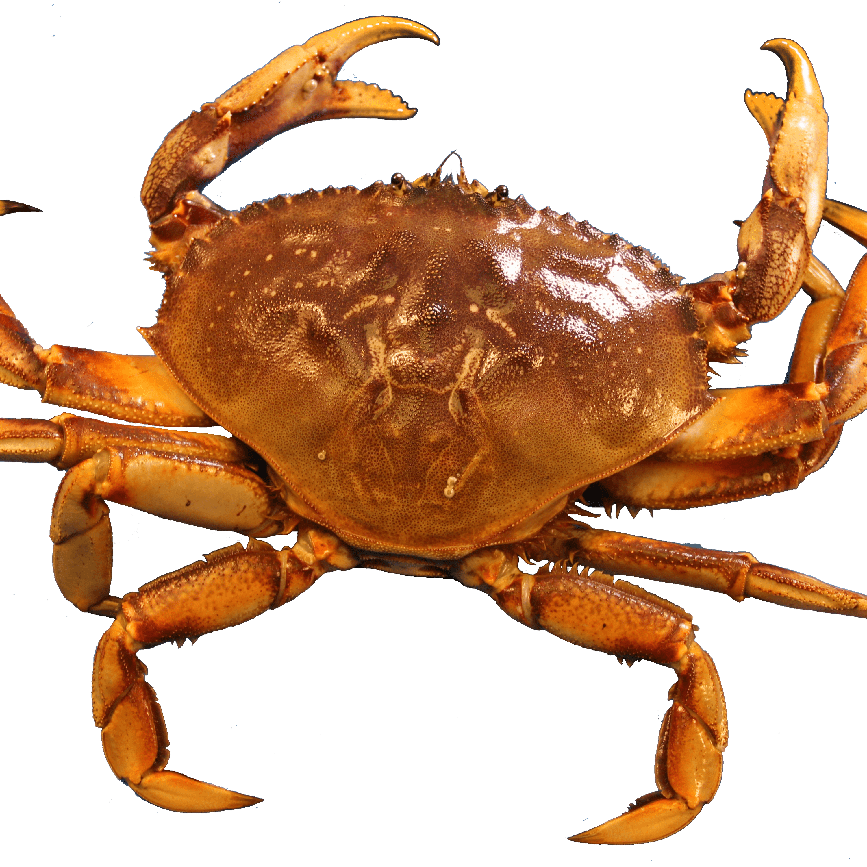 Crab PNG icon