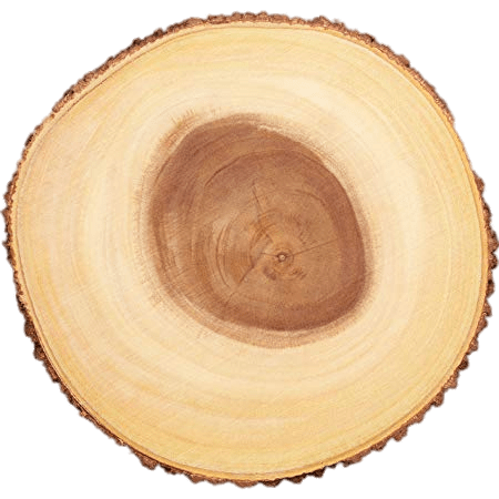 Cross Section Of Tree Trunk Clip arts