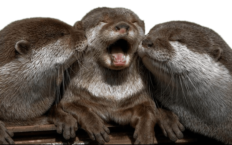 Cuddling Otters PNG icon