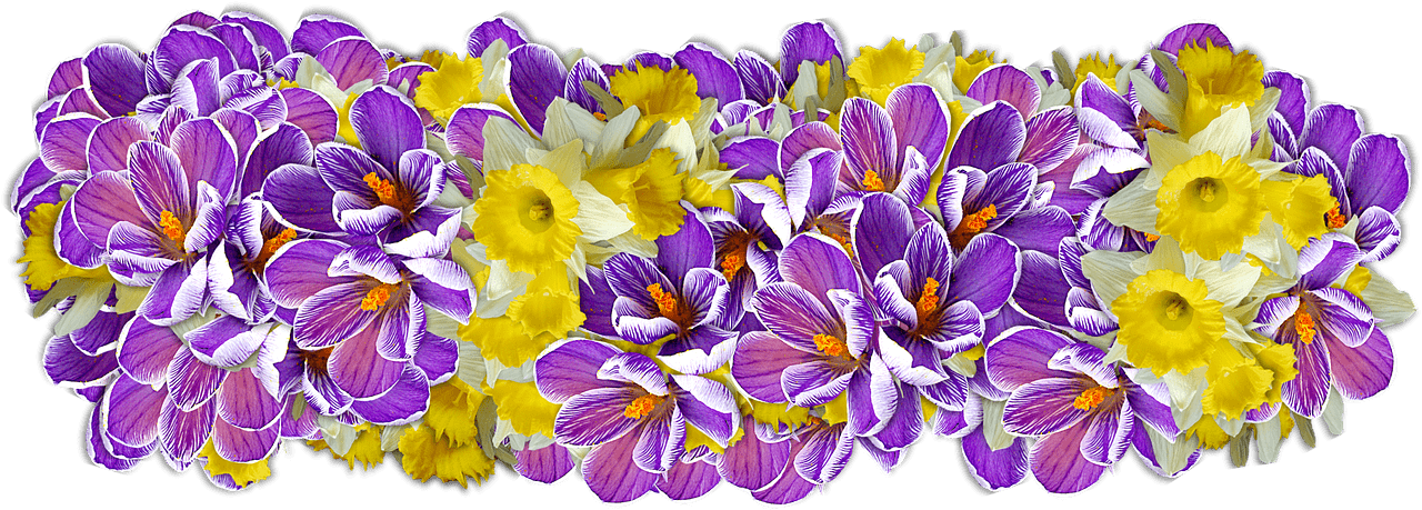 Daffodil Presentation PNG icon