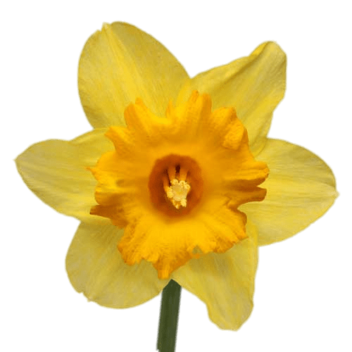 Daffodil PNG icon