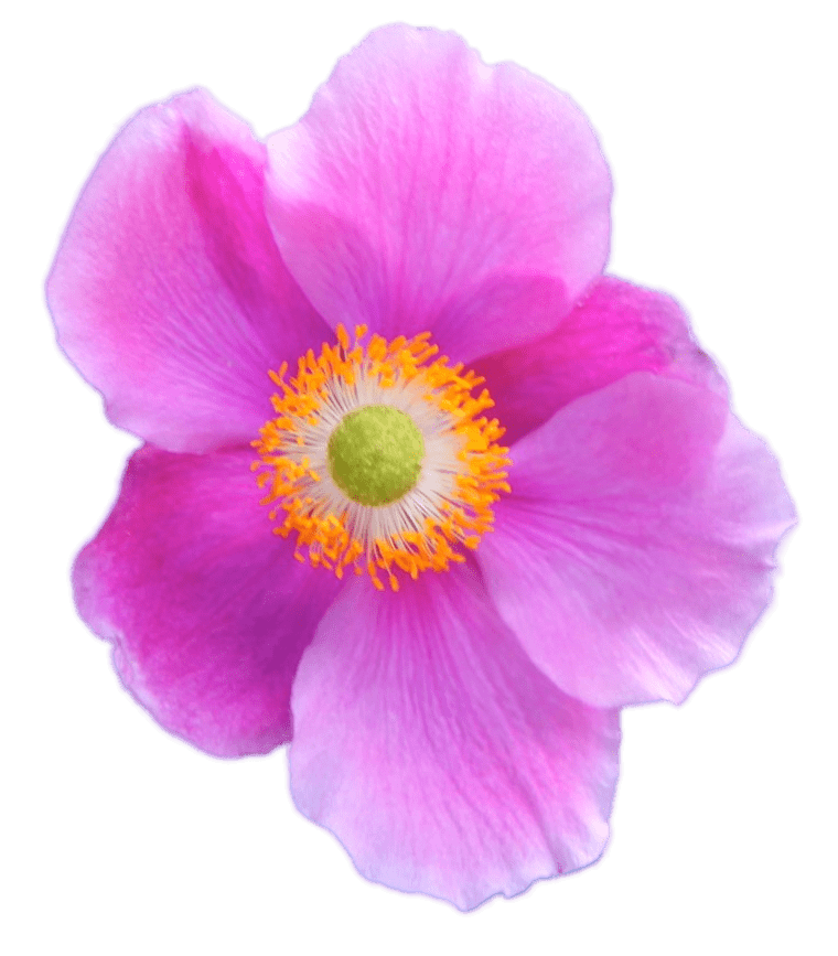 Dark Pink Anemone PNG images