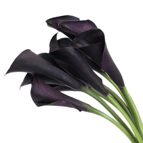 Deep Purple Calla Lilies Clip arts