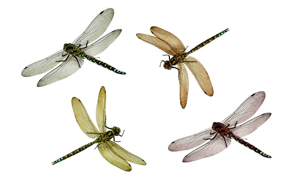 Dragonflies SVG Clip arts