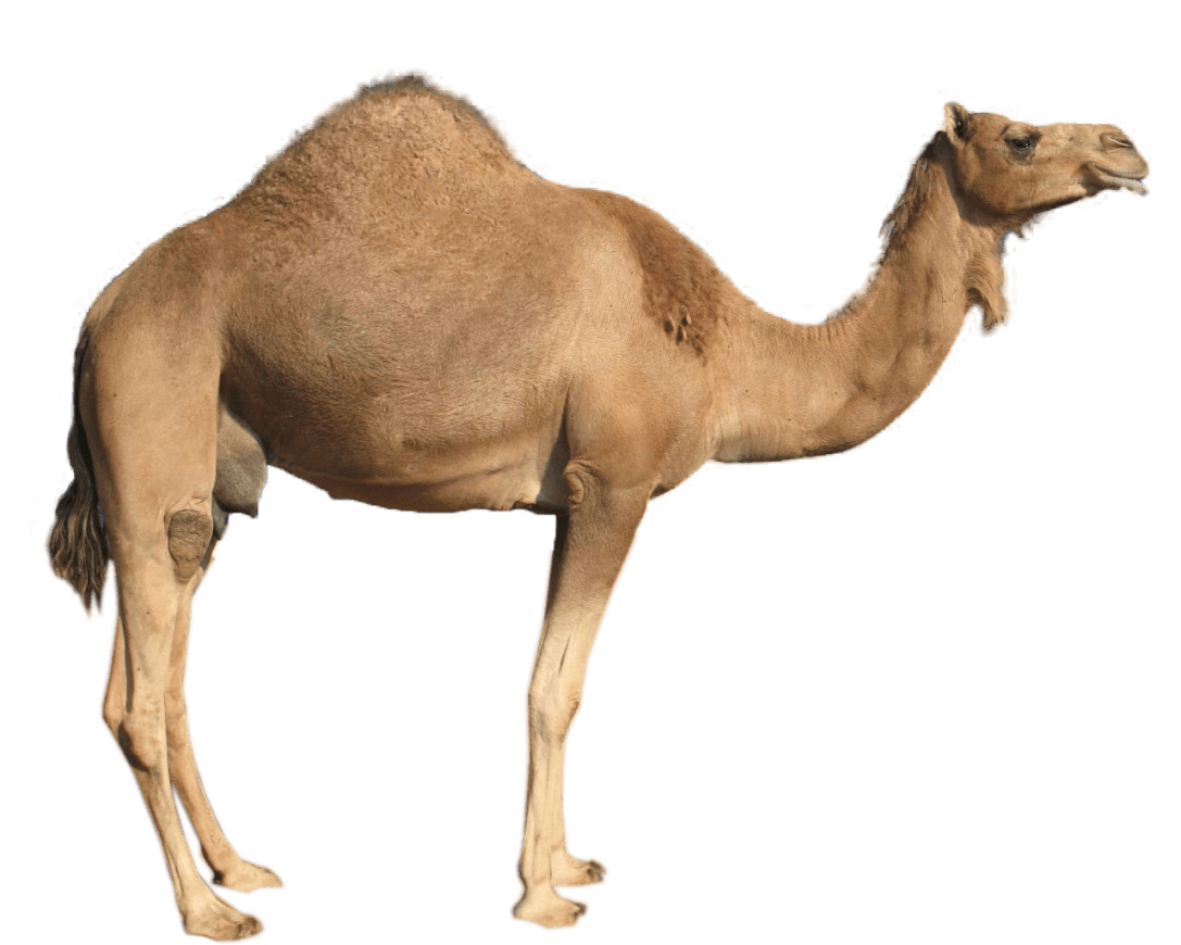Dromedary Sideview PNG images