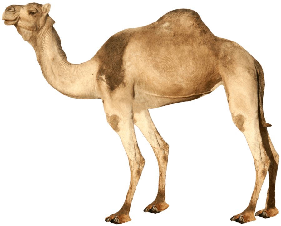 Dromedary PNG images