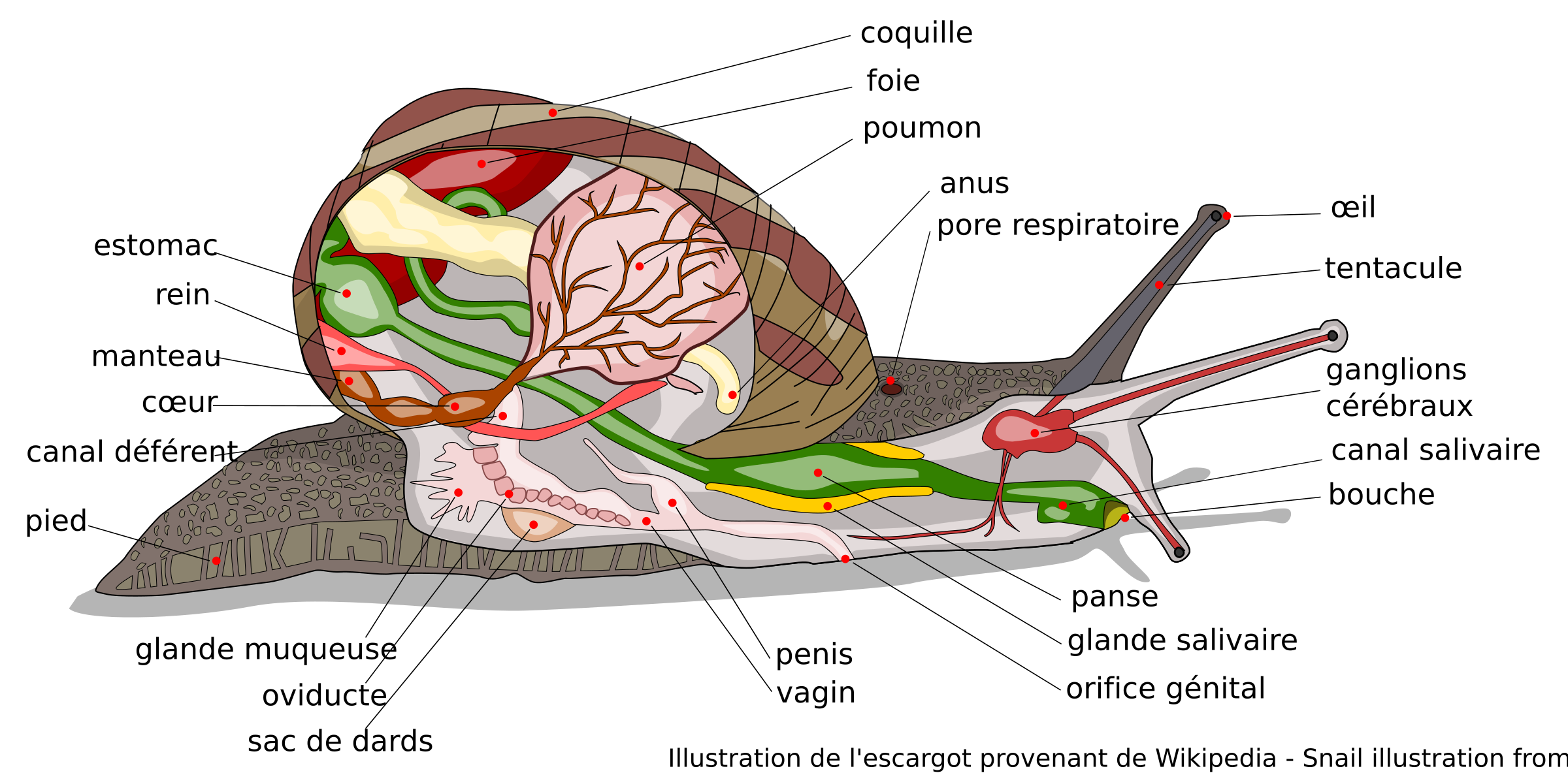 Escargot Anatomie avec descriptions en français - Snail Anatomy with French labels SVG Clip arts