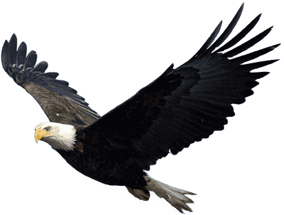 Flying Eagle SVG Clip arts