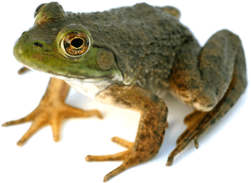 Frog Sideview Left PNG images
