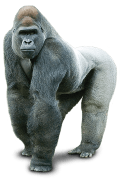 Gorilla Silver Back PNG icon