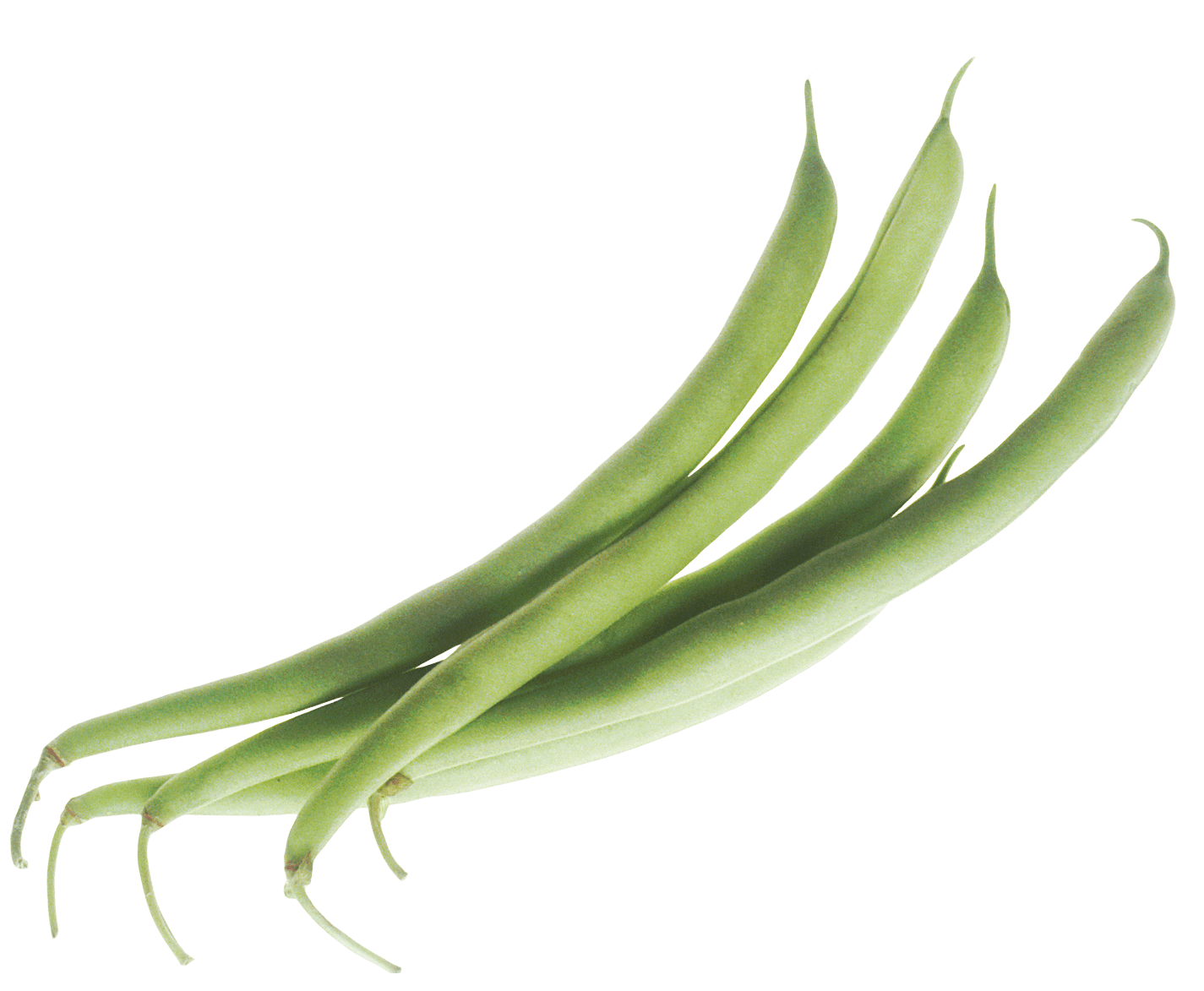Green Beans SVG Clip arts