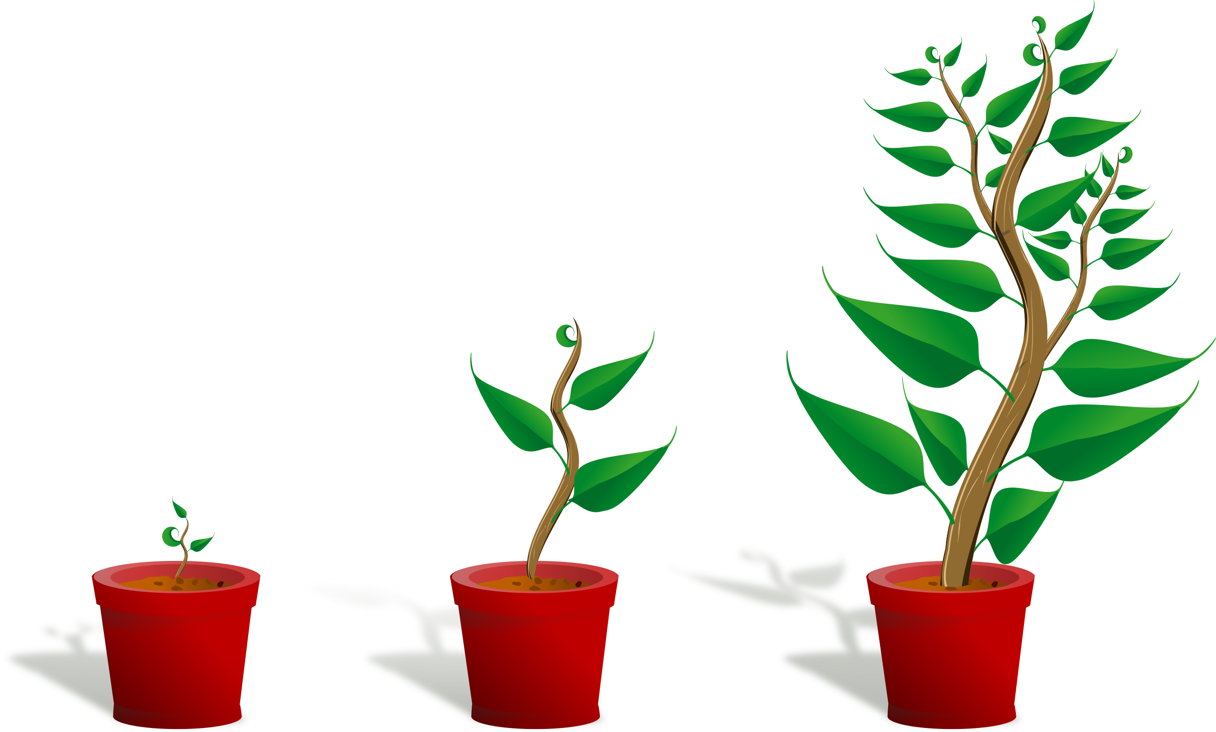 Green plant in its pot in three different phases of growth Clip arts