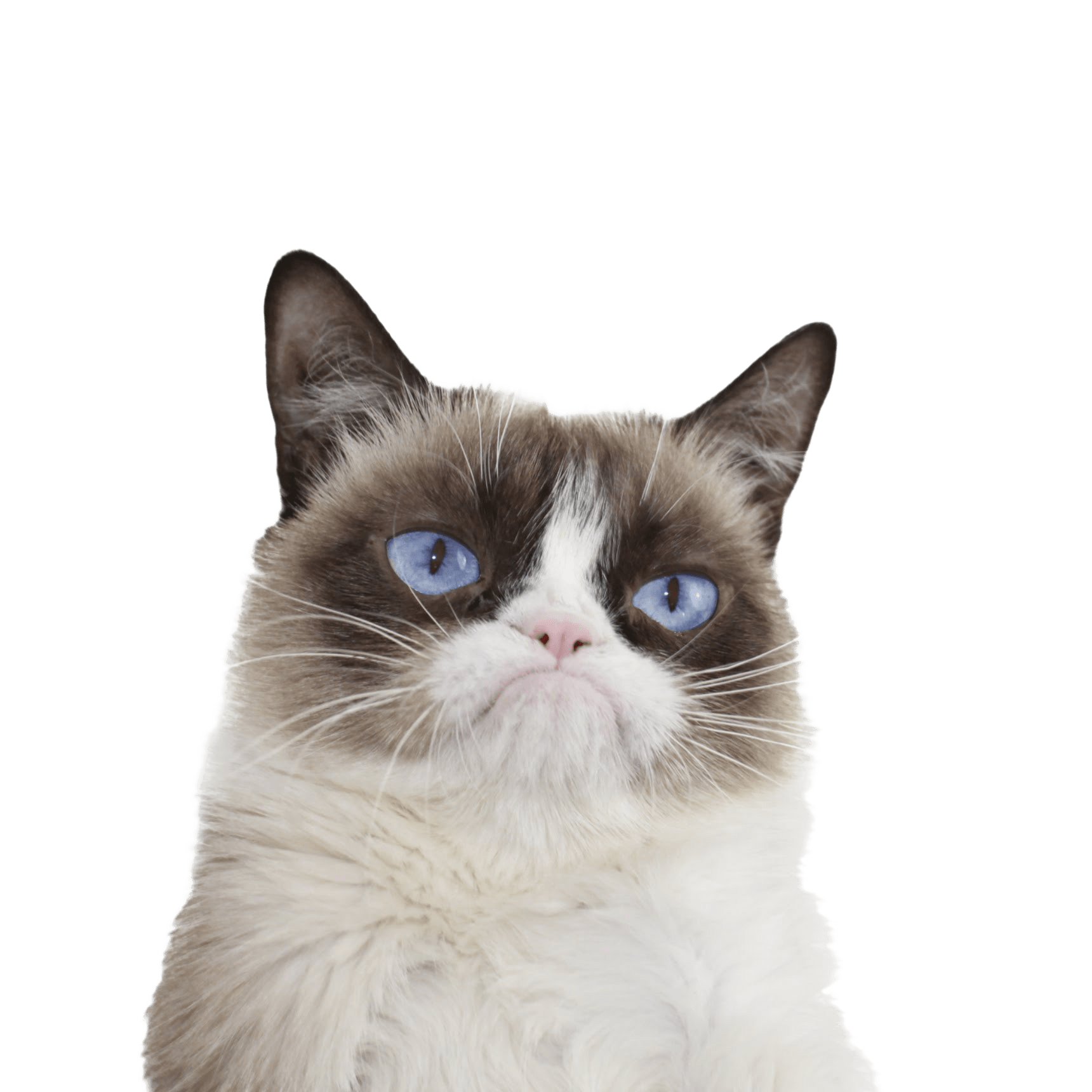 Grumpy Cat Blue Eyes PNG images