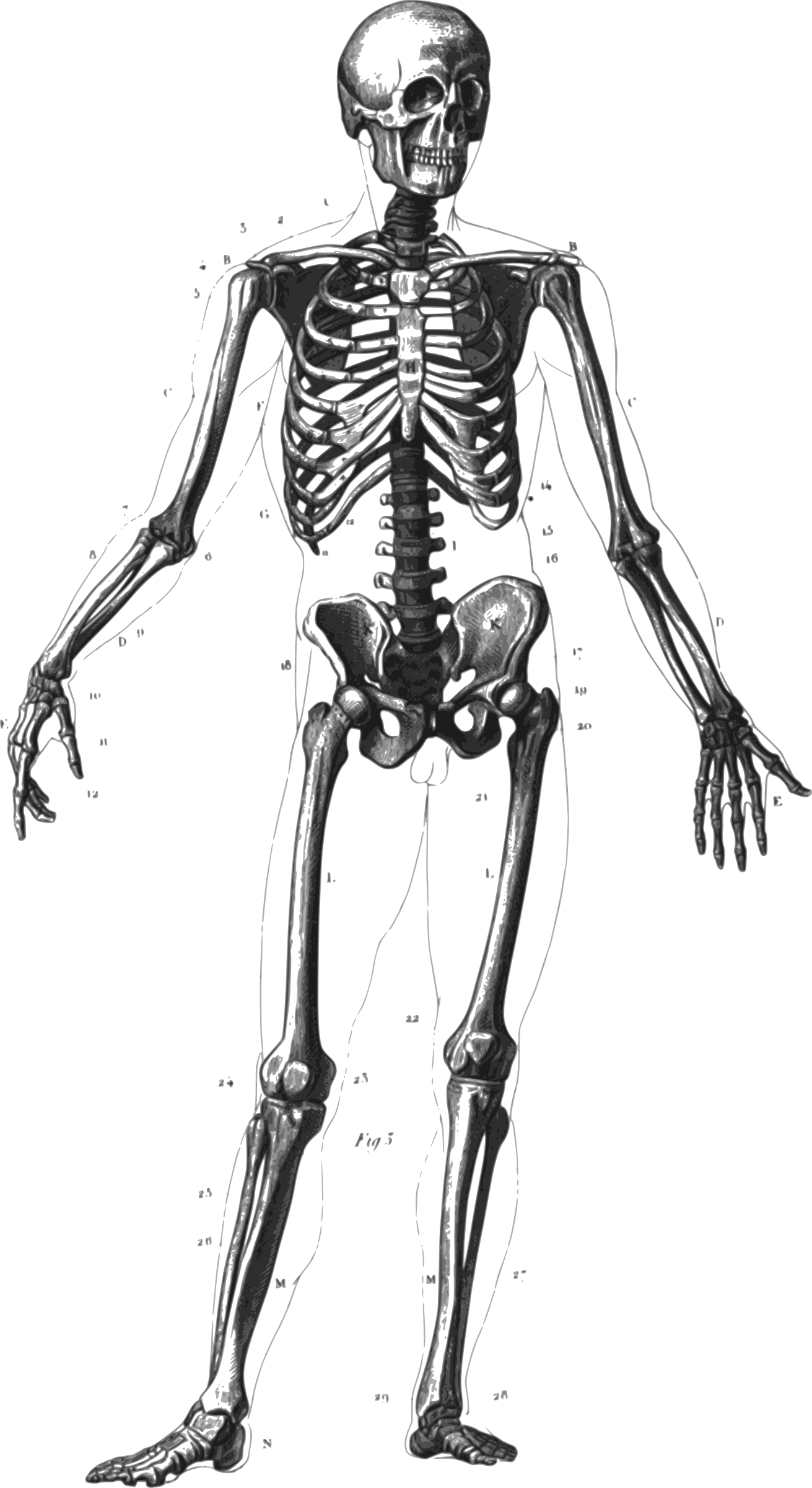 Human Skeleton Clip arts