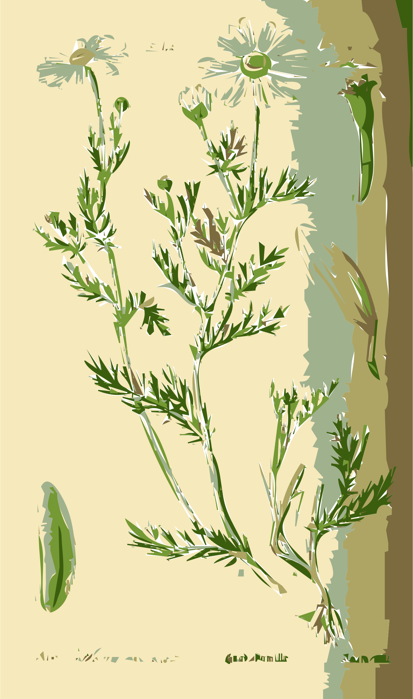 Illustration of the Anthemis Flower SVG Clip arts